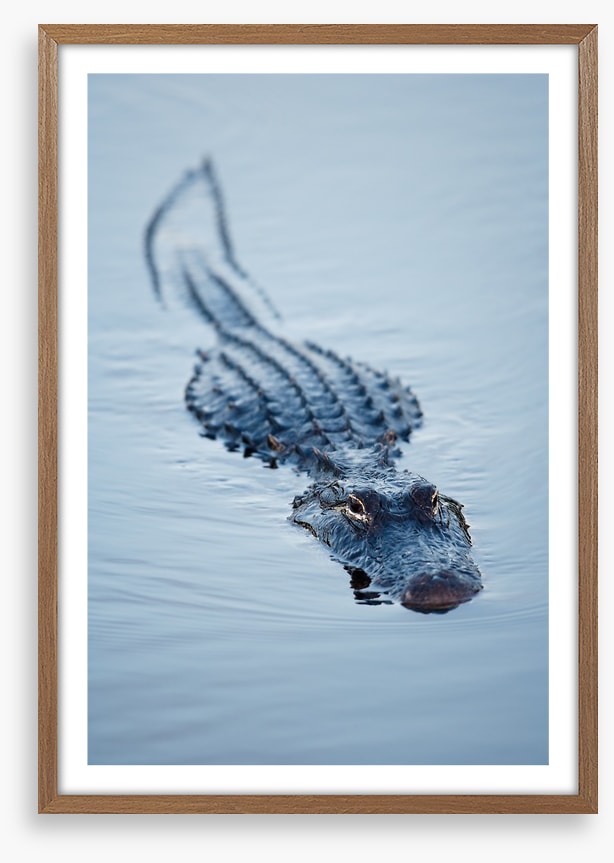 Reptiles / Amphibian