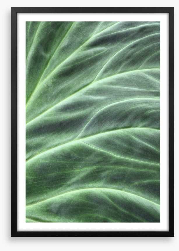 Leaves