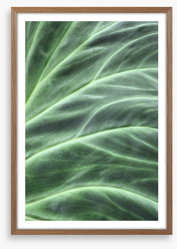 Leaves