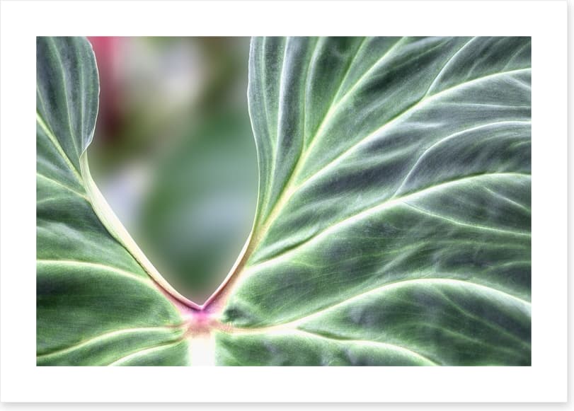 Leaves