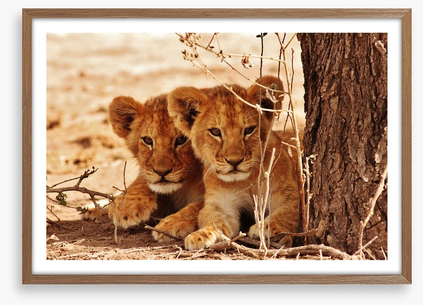 Safari siblings