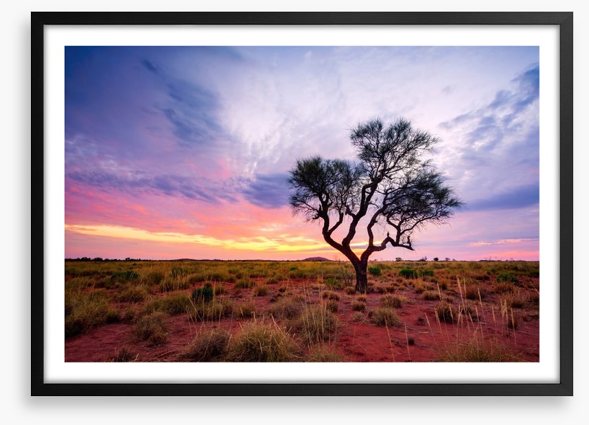 Lonely Hakea tree