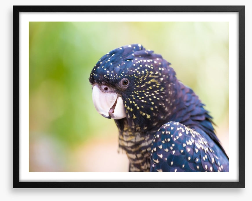 Cocky black cockatoo