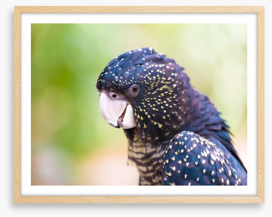 Cocky black cockatoo