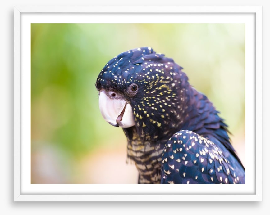 Cocky black cockatoo