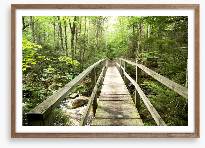 Footbridge to the forest