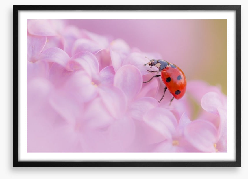 Insects