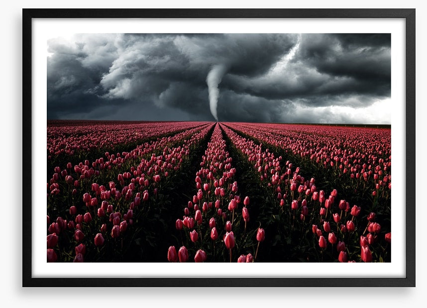Tornado in the tulips