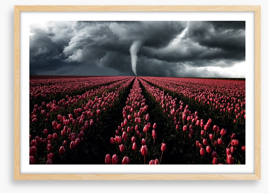 Tornado in the tulips