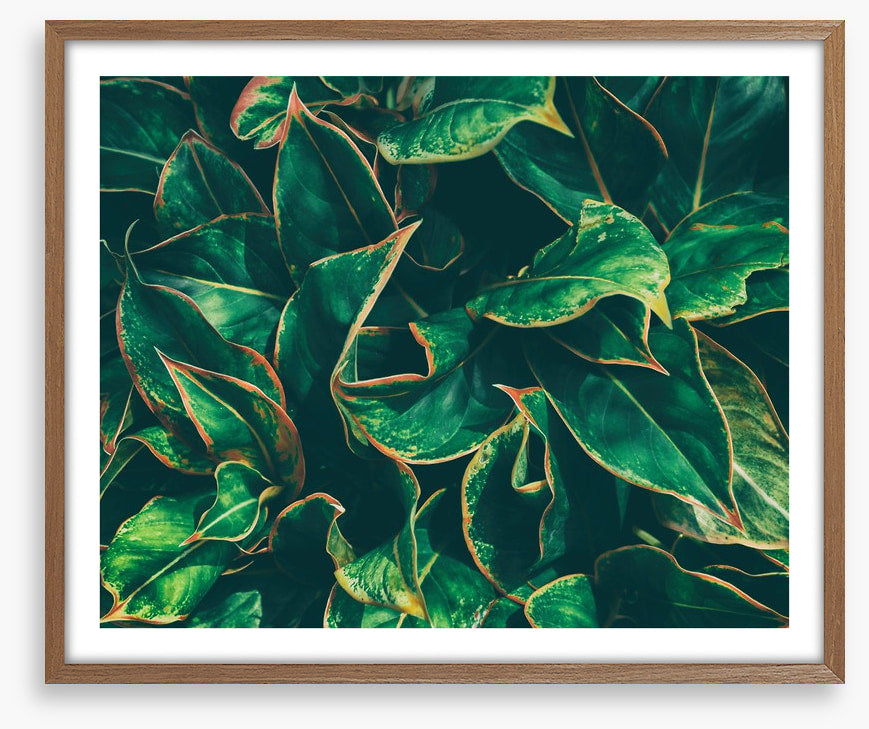 Leaves