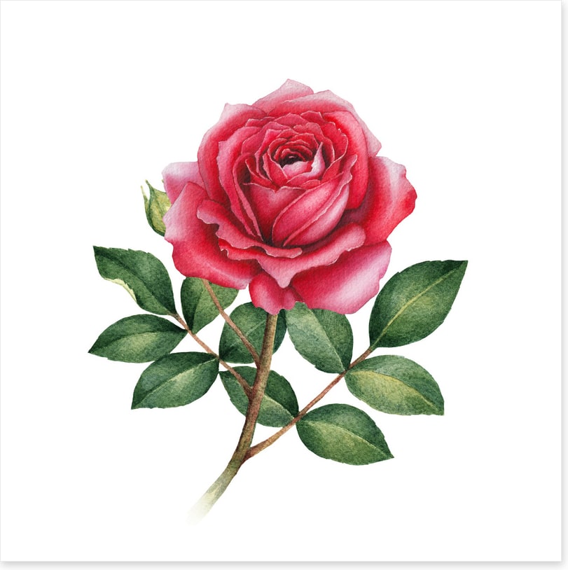 The wild rose