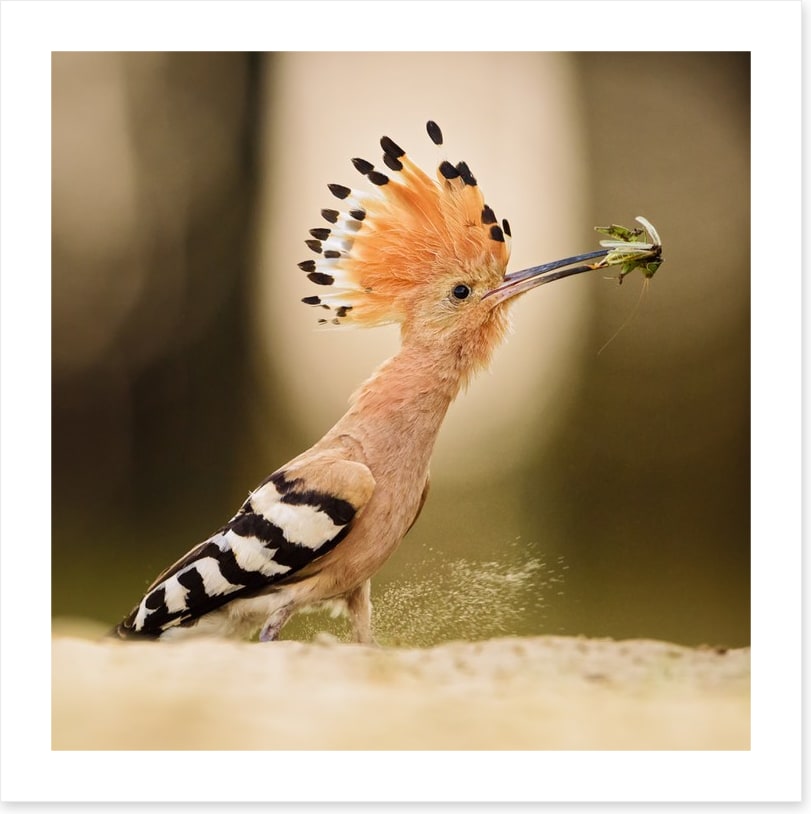 Hoopoe hunter