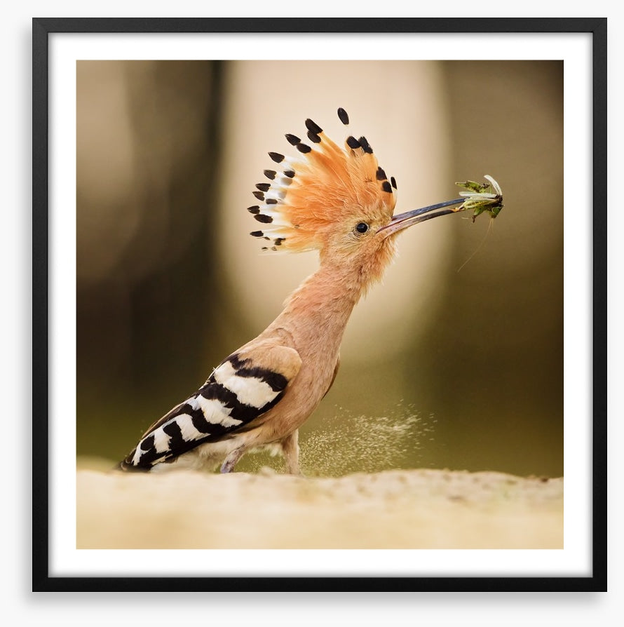 Hoopoe hunter