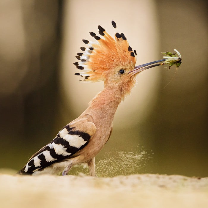 Hoopoe hunter