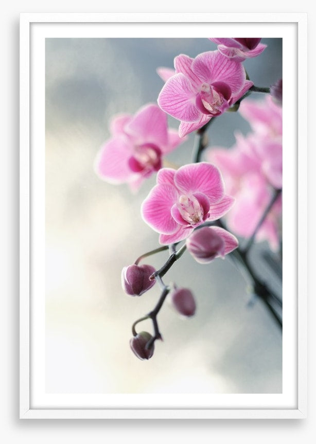 Pink orchid blush