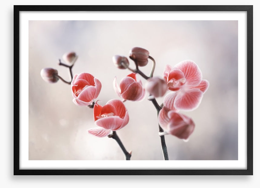 Dusky orchid