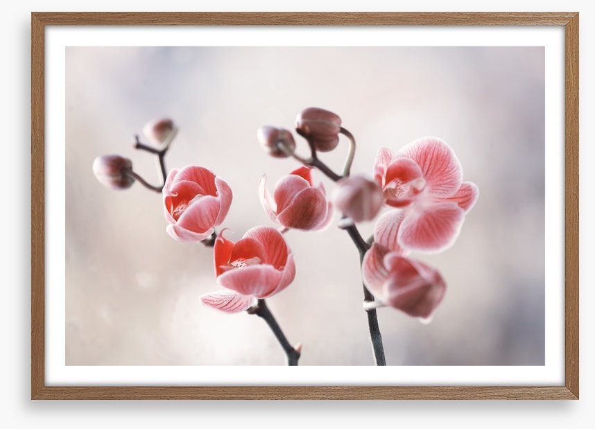 Dusky orchid