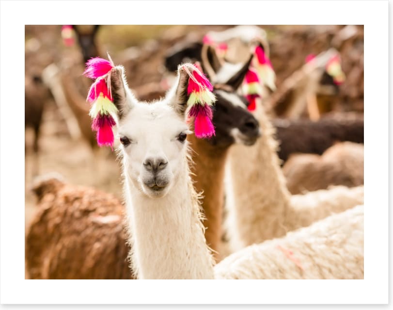 Lulu the llama