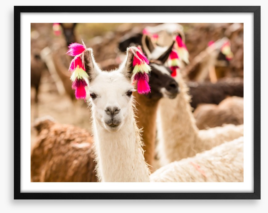 Lulu the llama