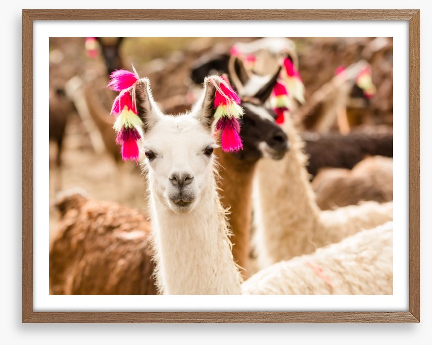 Lulu the llama