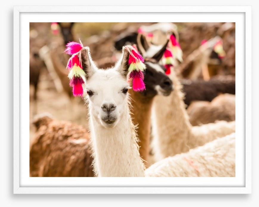 Lulu the llama