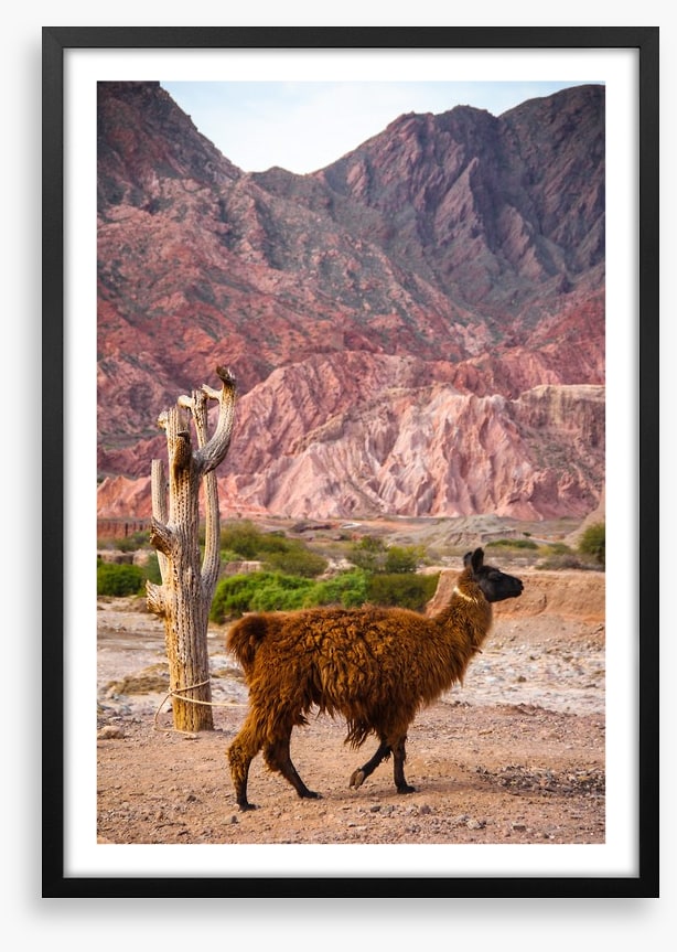 Alpaca in the Andes