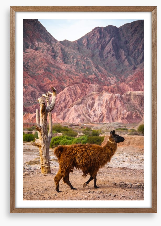 Alpaca in the Andes