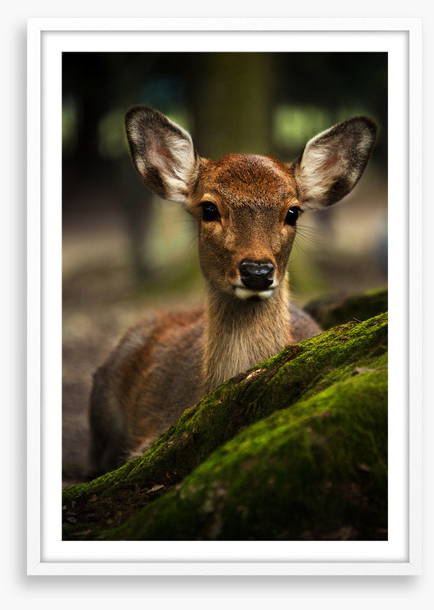Doe eyes