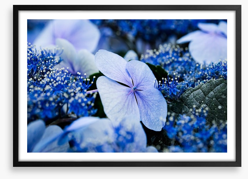 Hydrangea blues
