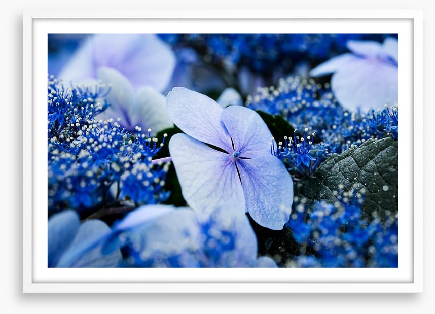 Hydrangea blues