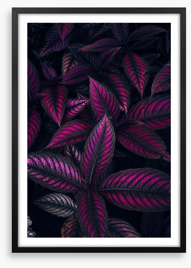 Persian shield perfection