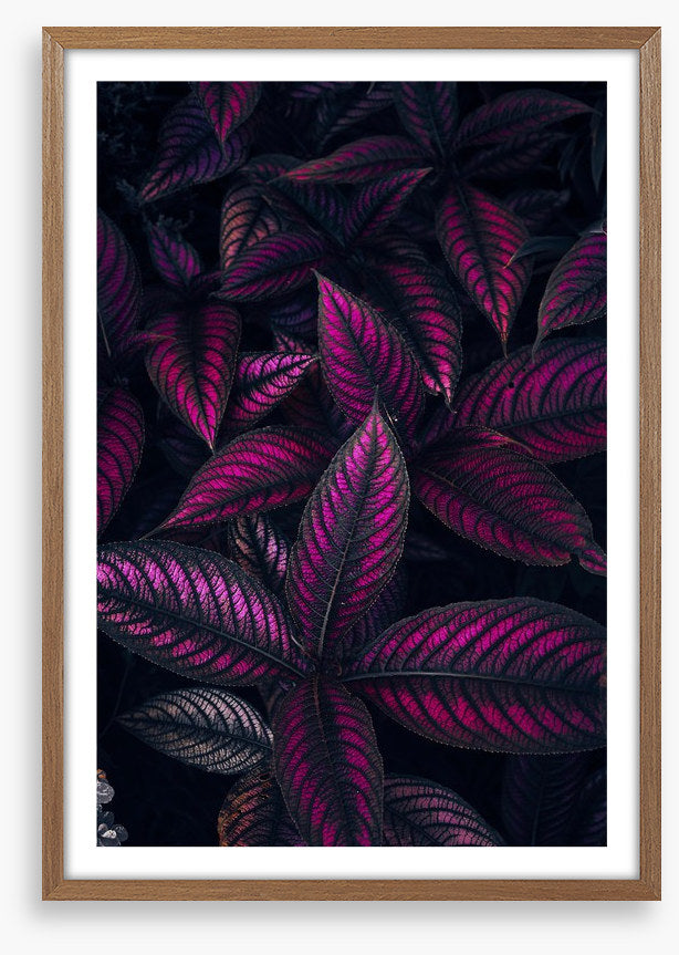 Persian shield perfection