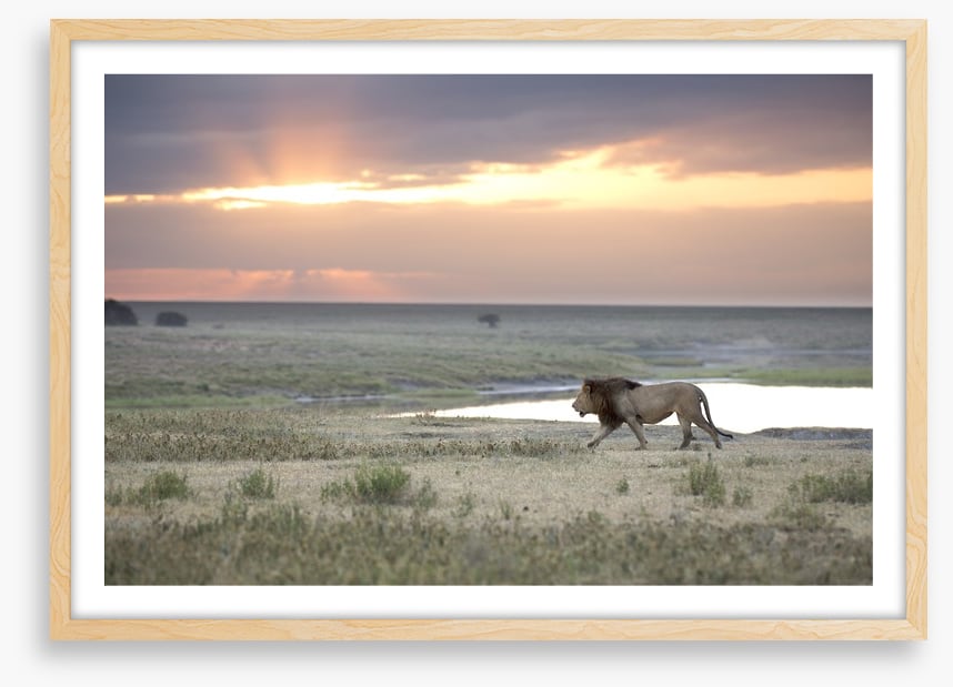 Roaming free