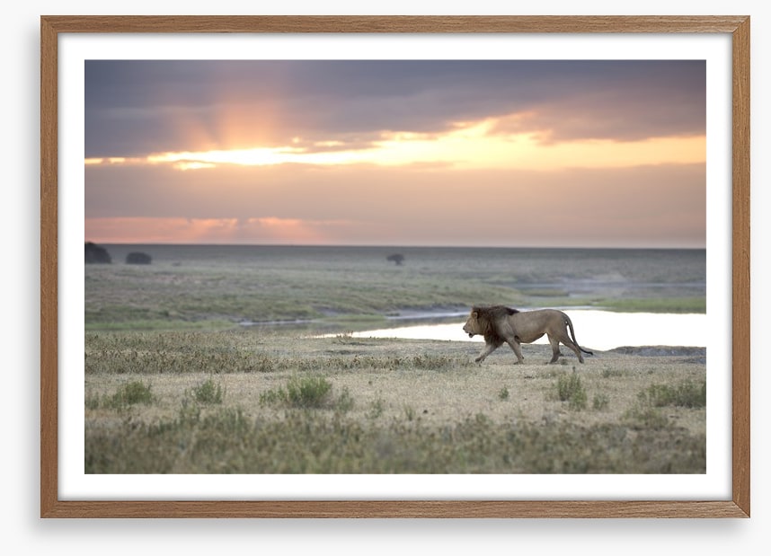 Roaming free