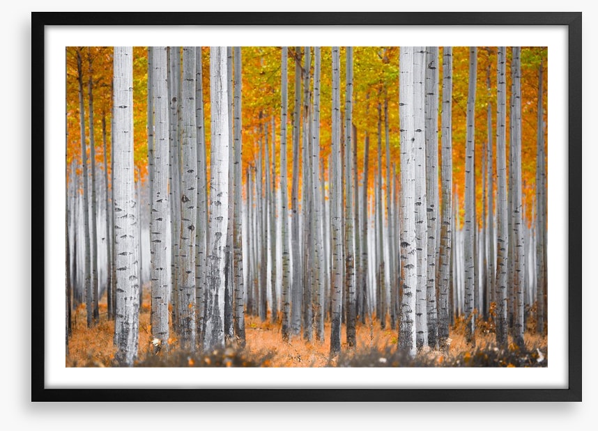 Between the birch