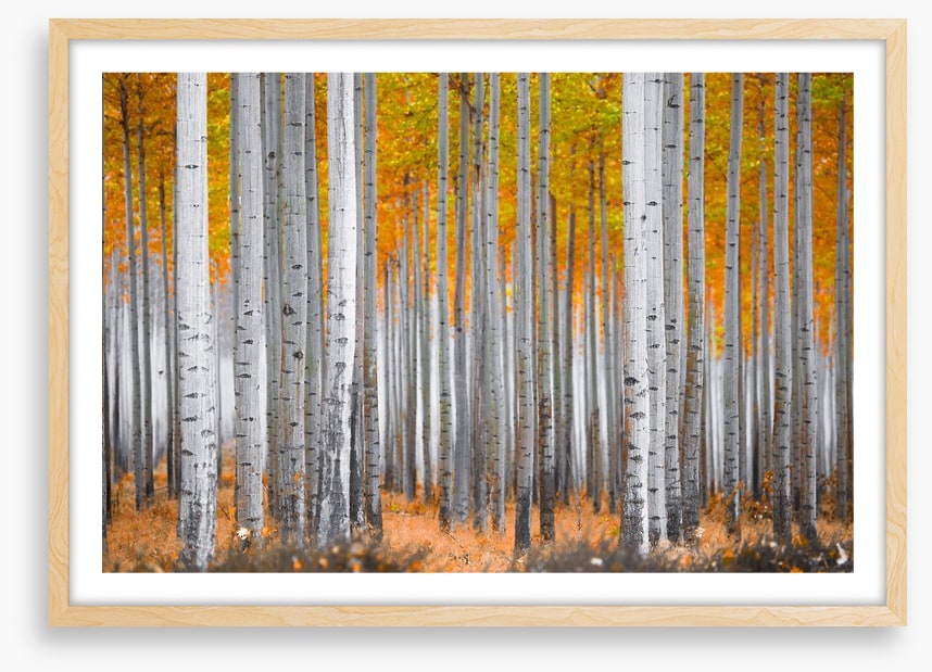 Between the birch