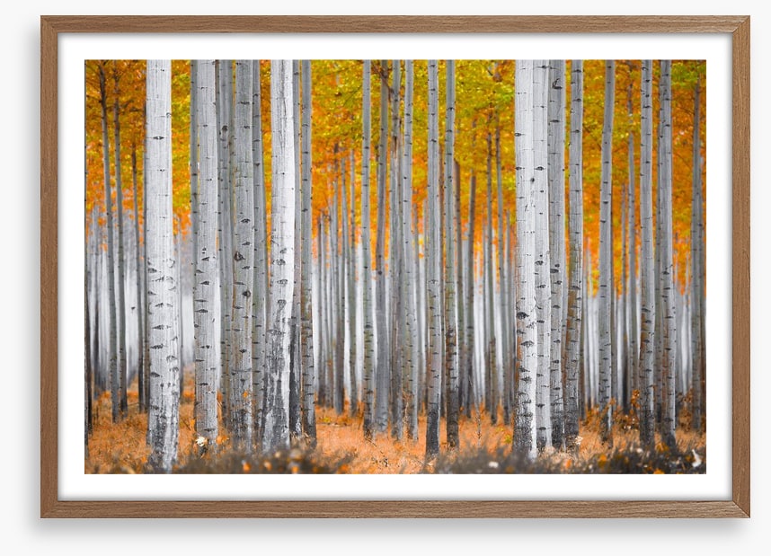 Between the birch