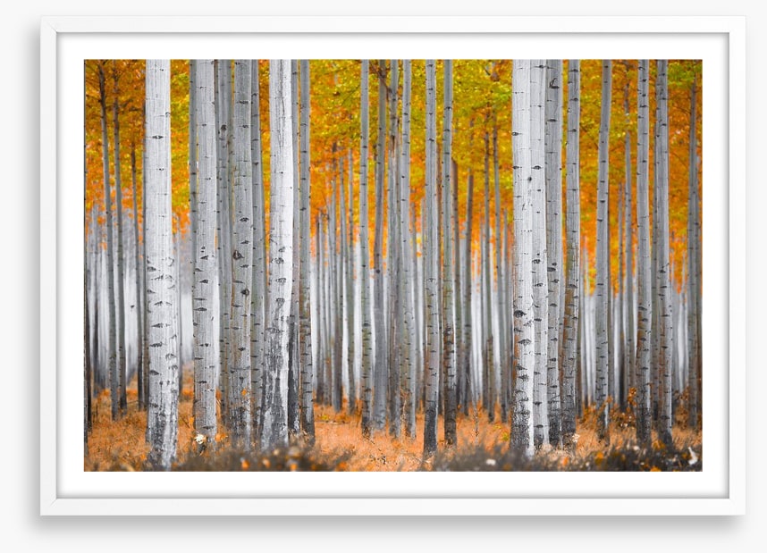 Between the birch