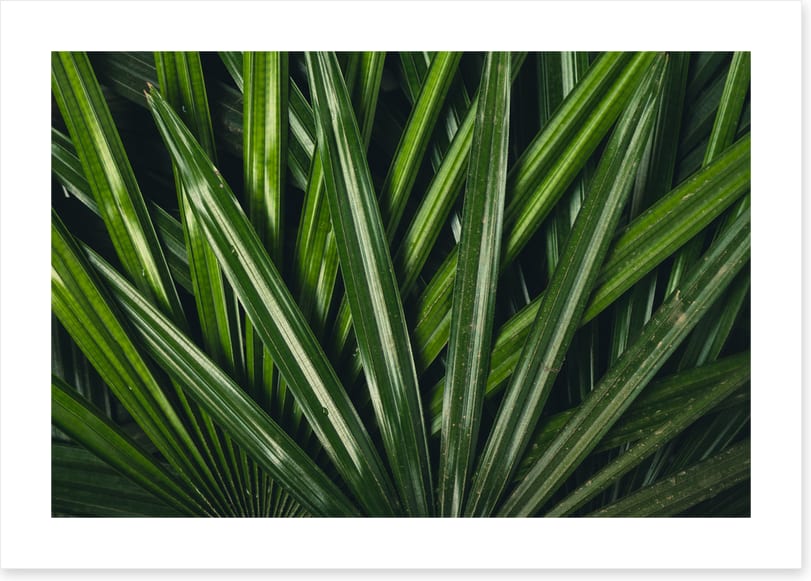 Leaves