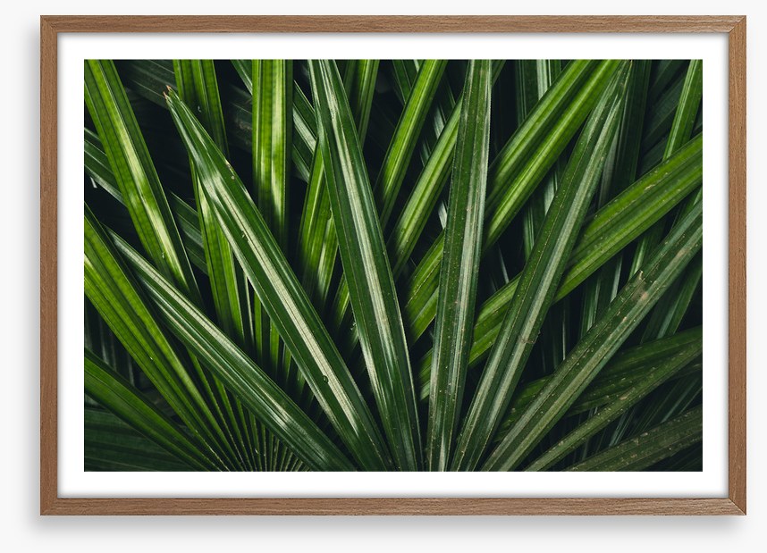 Leaves