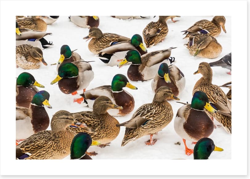 Duck weather