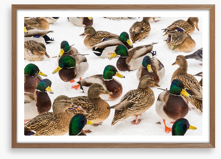 Duck weather