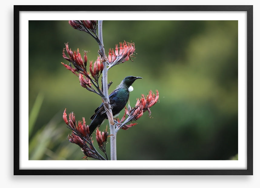 Tui in the tree