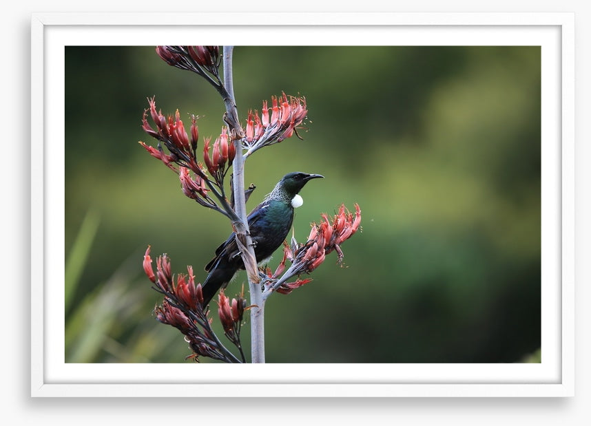 Tui in the tree