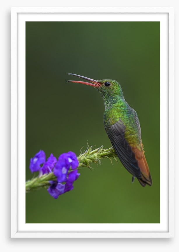 Birds