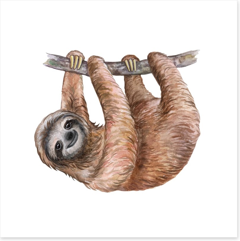 Hanging sloth