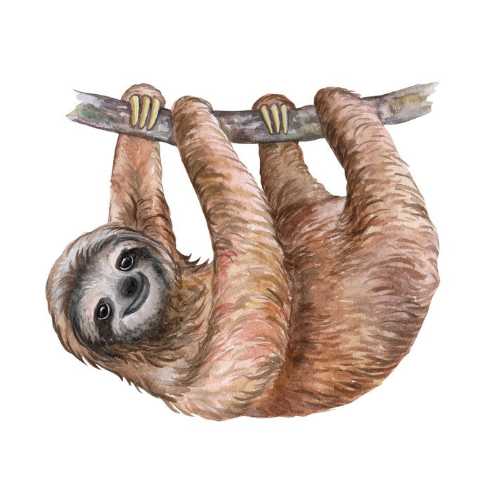 Hanging sloth