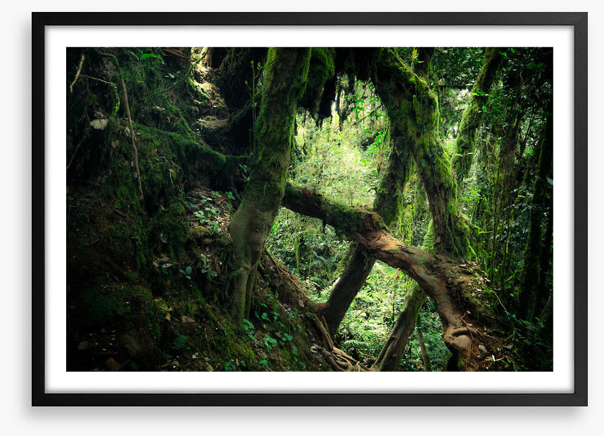 Forests