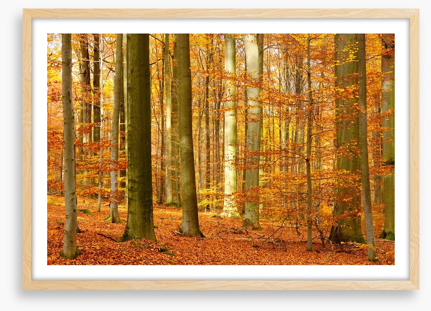 Fall in the beech forest