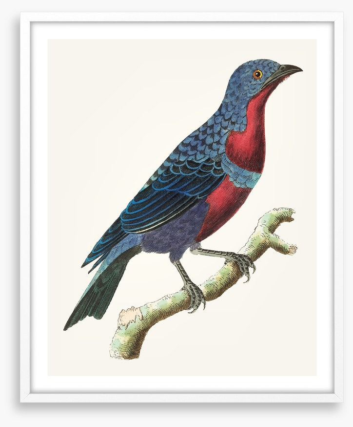 A lone bluebird
